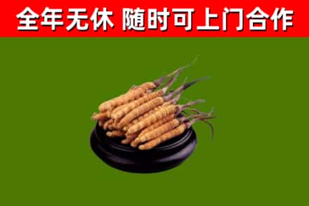 林州回收散虫草